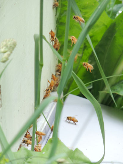 bees entering hive