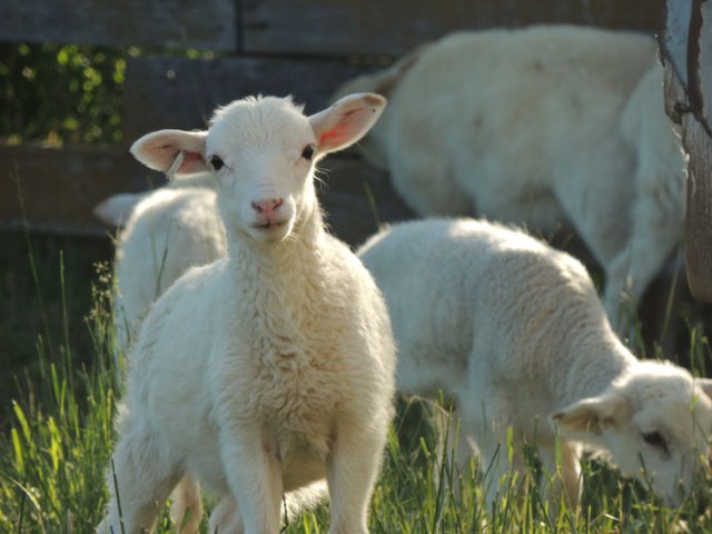 lamb