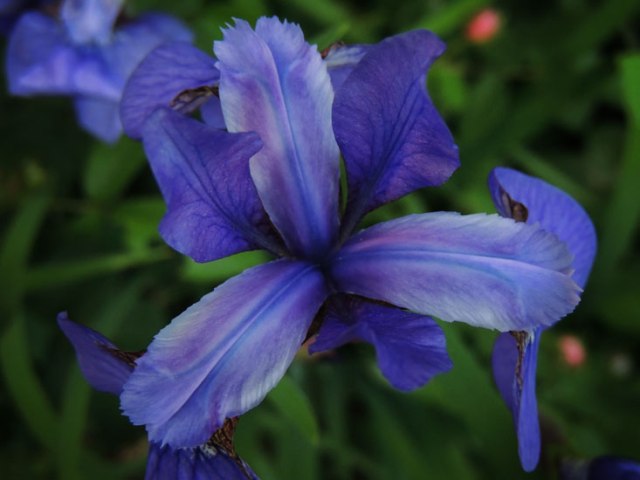 iris