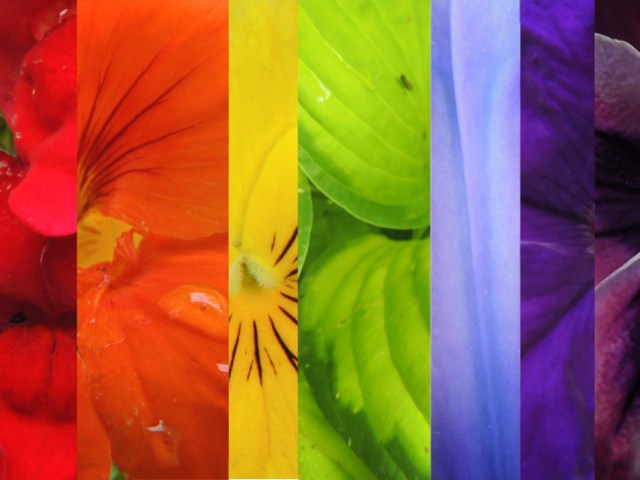 flower rainbow 