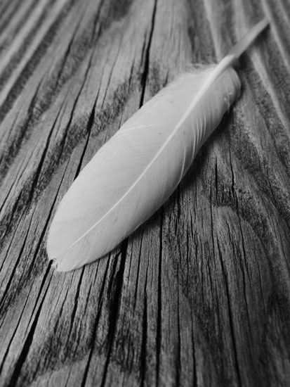 duck feather