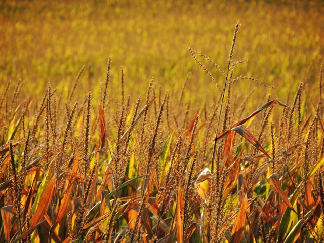late summer cornfield in the late afternoon