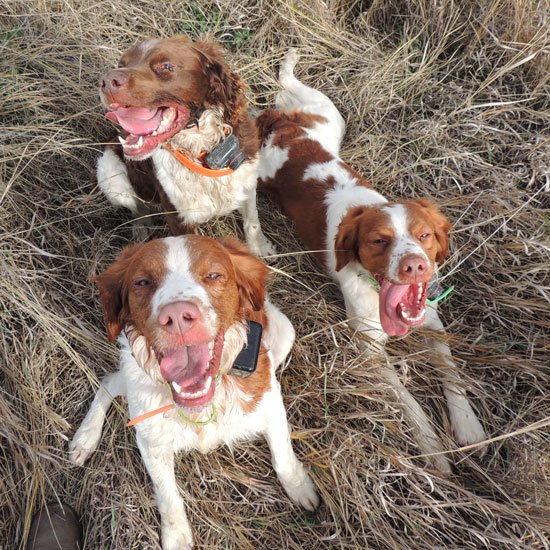 Turk, Trip and Sunday