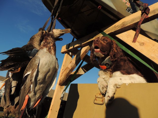 Turk on the kennel box