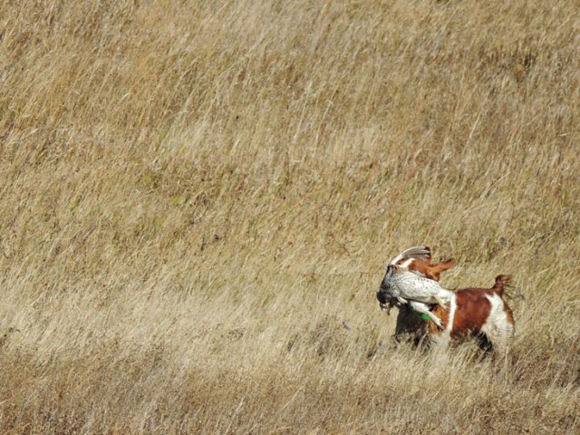 Trip retrieving sharp-tail