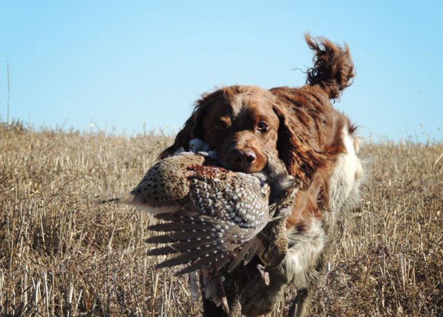 Turk retrieving sharp-tail.