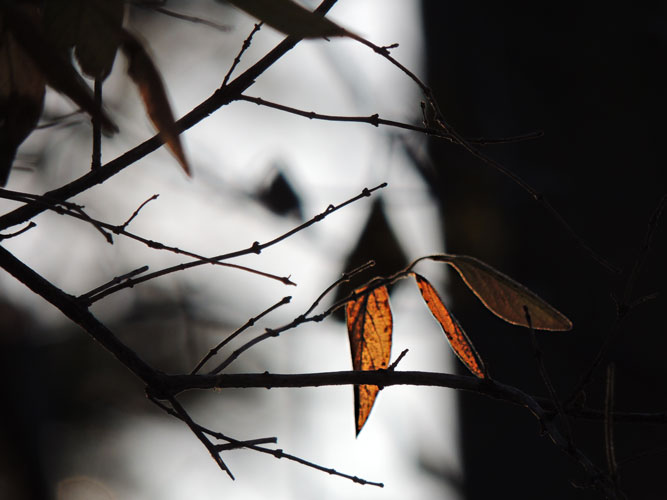 leaves back lit by late afternoon sun