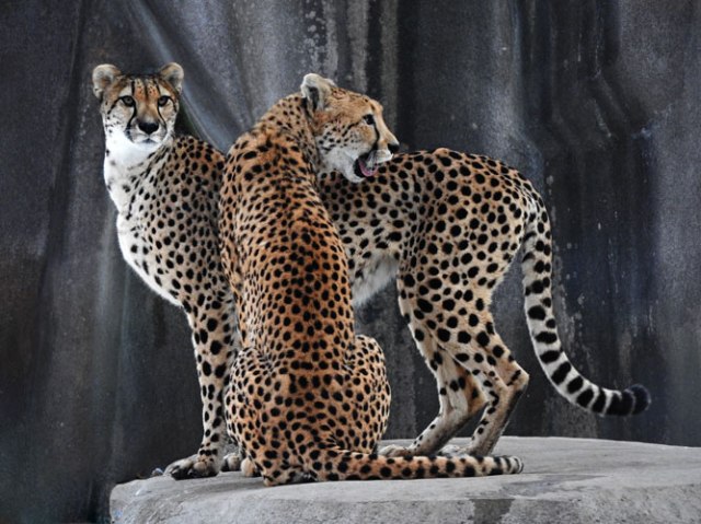 cheetahs