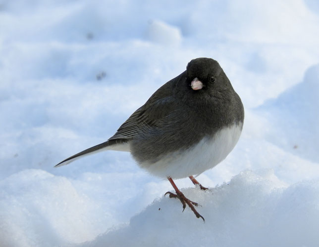 Junco