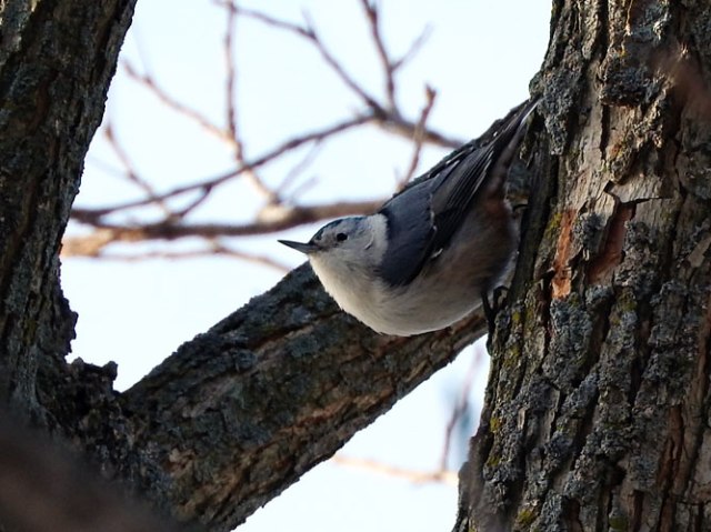nuthatch