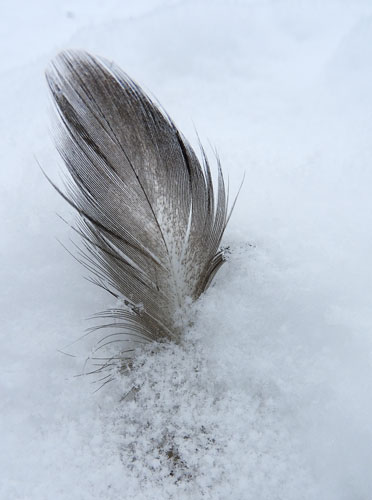 duck feather in the snow