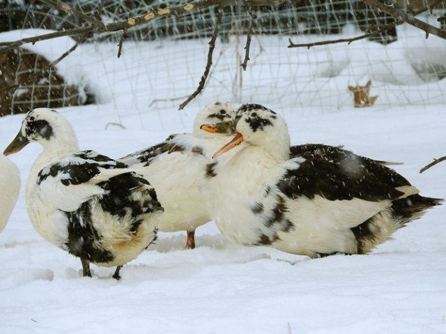 Ancona ducks in the snow