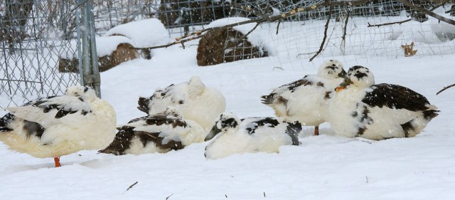 Ancona ducks in the snow