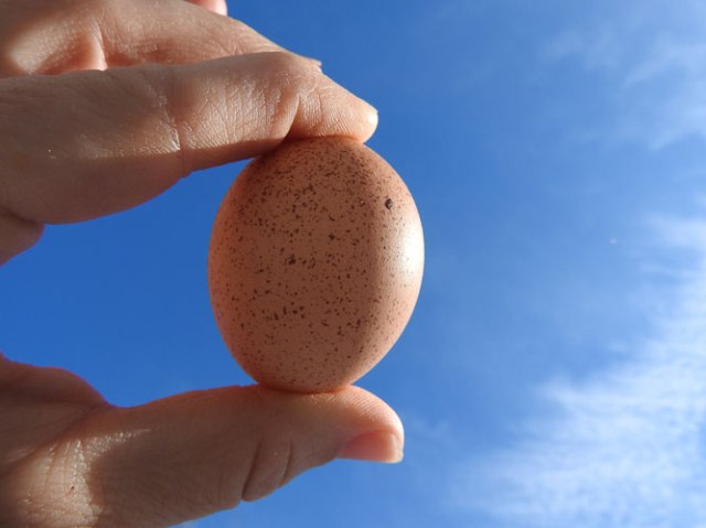 speckled chicken egg