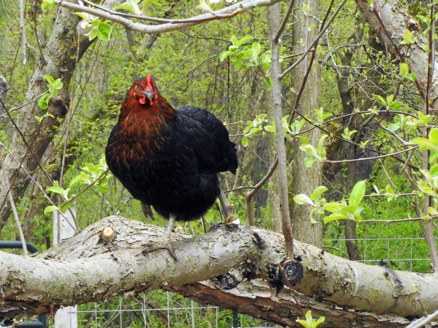 chicken in apple tree