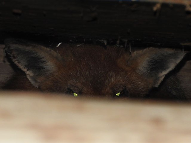 fox under the chicken coop
