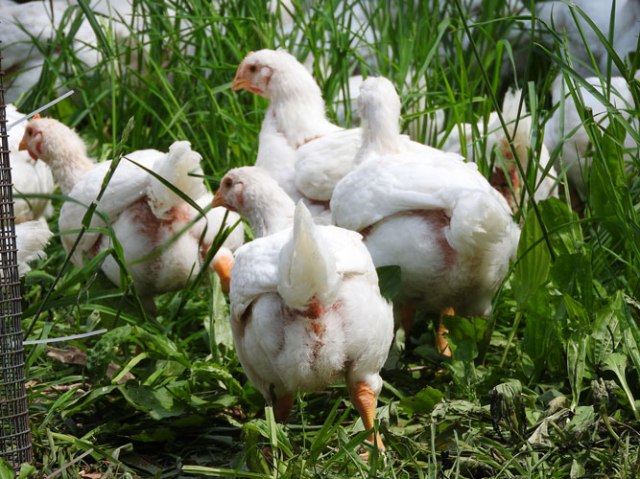 broiler chickens
