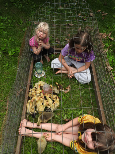 ducklings, goslings and kids