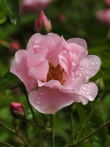 rose with rain drops