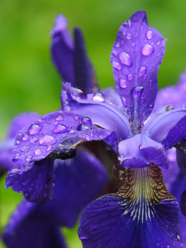 iris with rain drops