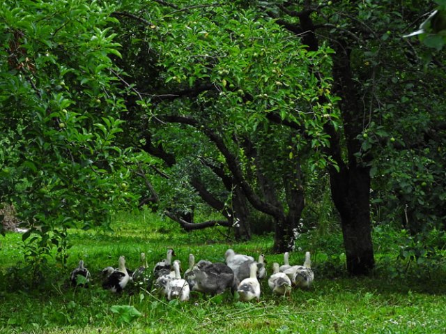 The ducks and geese can organize their own orchard limbo. They'll probably do fine so long as they don't learn how to use the lawnmower...