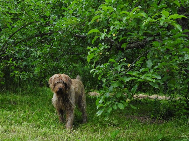 Apparently branches make me competitive. I went under this one, you know, the one the dog is walking around...