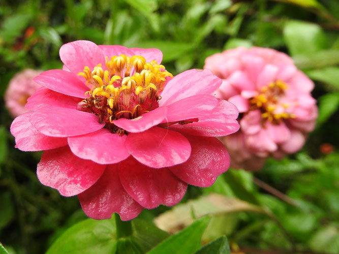 zinnias