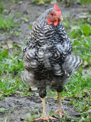 molting barred rock chicken