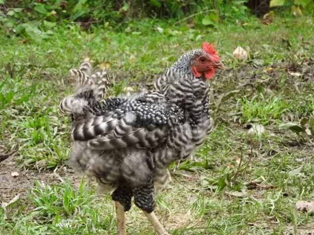 molting barred rock chicken